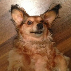 Meet your Posher, Ginny